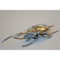 北欧雑貨 インテリア おしゃれ 昆虫 メタル カブトムシ ヘラクレス オオカブト Beetle ビートル Hercules ブロストコペンハーゲン METAL Broste Copenhagen 02N3